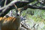 PICTURES/Capulin Volcano National Monument - New Mexico/t_Deer6.JPG